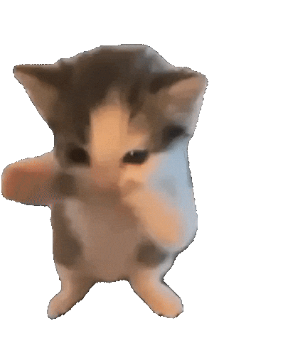 A kitten dancing on its hind legs