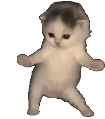 A small white kitten dancing with its arms out